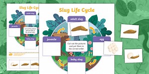 The Life Cycle of a Slug Cut and Stick Worksheet