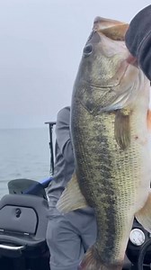 6.9K views · 303 reactions | Another 10 pounder on P-line Tactical Fluorocarbon : @bassmanrandfishing #bassfishing #fishing #plinefishing | P-Line | Facebook