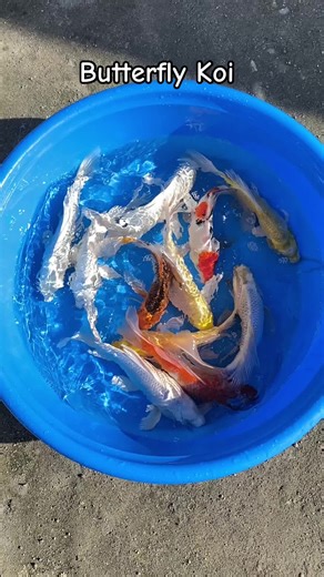 Butterfly koi #koi #koifish #koipond #koisidefarm #koifarm