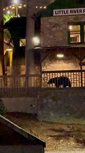 144K views · 2.5K reactions | They tried to take our shrimp…and now they’re trying to take our putt-putt! At this point they’re working their way through every attraction! Next they’ll be swimming with the sharks! #gatlinburg #bears #puttputt | Gatlinburg LIVE | Facebook