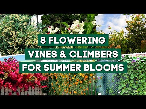 7 Best Flowering Vines & Climbers to Plant for Summer Blooms 🌺 // PlantDo Garden 💚