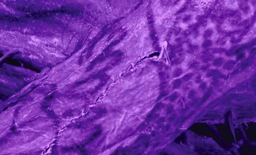 The World’s Oldest Tattoo Found on Icy Mummy Was Invisible – Until Scientists Decoded It