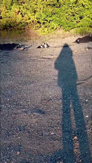 Crow fight video in slowmo - Looks to me as Boss Crow actually "only" holding him down🤔