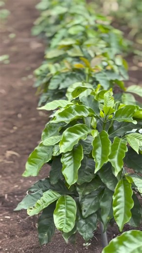 4.7K views · 91 reactions | Irrigation of Coffee | Coffee Farmers Kenya Ltd | Facebook