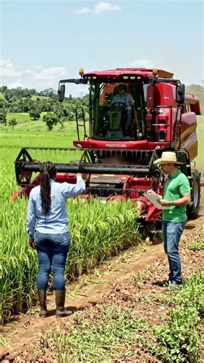 Many places at once with modern rice harvesting machines #ধানকাটা