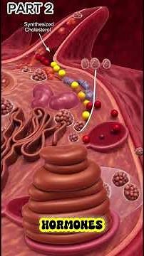 Function of the Liver