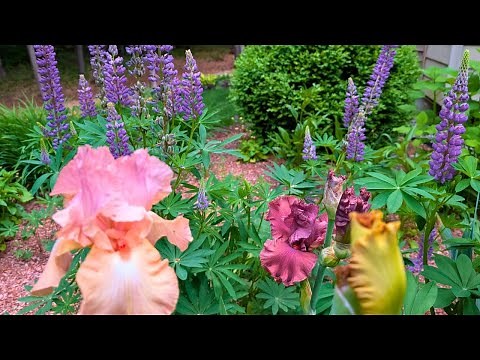 Iris Care: How To Plant Iris || Budget Gardening