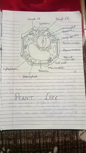 Biology ( Science) Plant Cell Diagram with labelling
