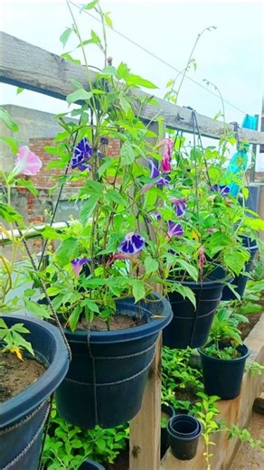 Growing Morning Glory Mount Fuji from Seed in Pot