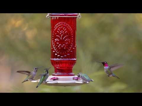 ✅Top 5 Best Hummingbird Feeders in 2026