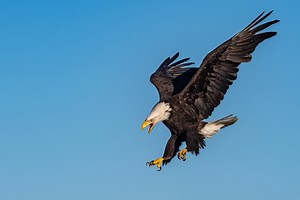 Discover the 25 Largest Flying Birds in Texas