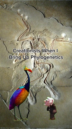 Phylogenetics a creationists worse nightmare other than Bill Nye The Science Guy #Evolution #Creationism #Biology #Phylogenetics #Science