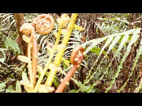 Royal banquet😯in the forest