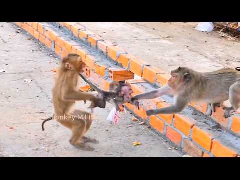 LIVE: Tiny Baby RAIN fell uncomfort When Mom Gently Takes Him Away from SUSAN 💛🐒