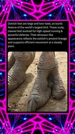 Ostrich Feet Are Large and Two-Toed, an Iconic Feature of the World’s Largest Bird…