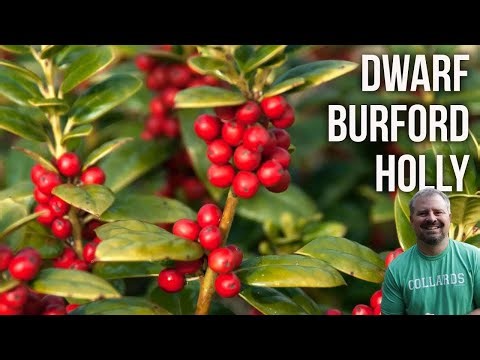 Dwarf Burford Holly - Ilex cornuta 'Dwarf Burford'