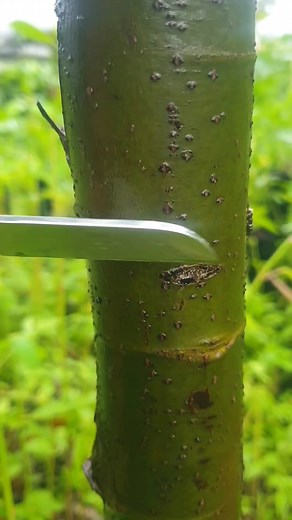 budding example on plants #shortfeed #videoviral #budding #graftingtree #grafting | Lois Liliana