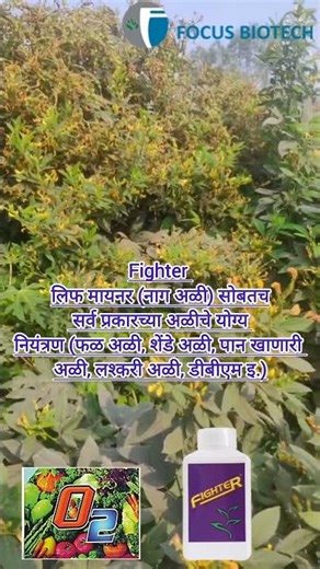 🌱 Fighter + O2 | अळीचे योग्य नियंत्रण + फुलकळी वाढ | Focus Biotech #allcrops #agriculture