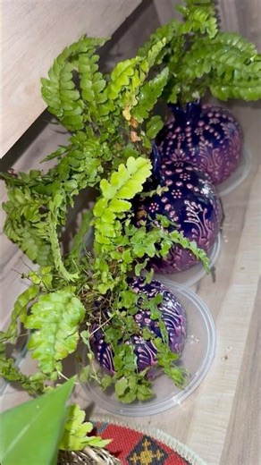 Beautiful arrangement of fern plant 🪴