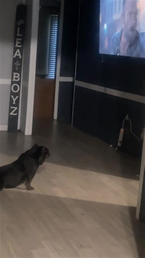 When your dog watches TV like she pays the bills. 😂🐶📺#viral #fyp #tv #kevingates #funnyvideo