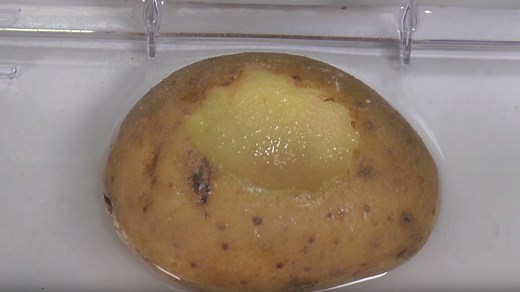 Experimento de ósmosis con una patata