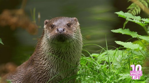 The exact moment a river otter checks for danger