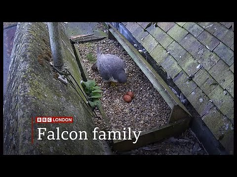 St Albans Cathedral's live Peregrine Falcon lay 1, 2, then three eggs again! (3) (UK) 9/May/2025