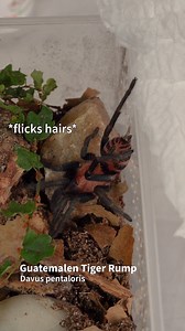 NEW tarantulas and mantids from Ty Dye Exotics are available for sale at the store! All come with their current bioactive enclosure setups. 🕷Invertebrates ready for loving forever homes🕷: Cyriopagopus minax Thai Black Hysterocrates laticeps Nigerian Rust Leg Cyriopagopus Lividus, Cobalt blue Greek Velvet Spider/ Ladybird Spider (2) Mexican Pink Tarantula Vera Cruz Red Rump Vitalius chromatus, Brazilian Red & White Tarantula Phyllocrania paradoxa, Ghost mantis (2) Hierodula membranacea, Giant A