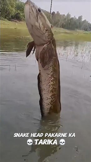 “How to Catch Snake Head Without Hook! 🐍😳” #shorts #snakehead #fishing