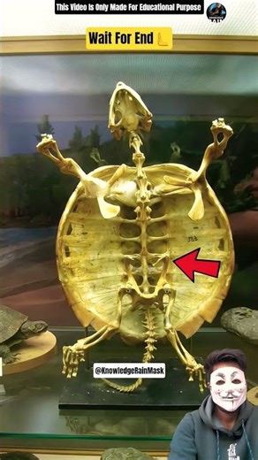 Its impossible turtle 🐢 can't remove its shell 😱#shortvideo #animalfact