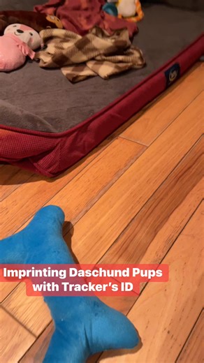 4.2K views · 27 reactions | Imprinting Tracking daschund pups with Tracker’s ID #longspurtrackingandoutfitting #dog #doglife #puppy #hunting #bloodtracking #bloodtrail #deerhunting #whitetail #deer www.whitetaildeertracking.com | Longspur Tracking and Outfitting | Facebook