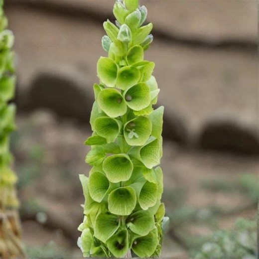 50 Bells of Ireland Seeds Moluccella Laevis Heirloom Non GMO Garden Flowers - Etsy