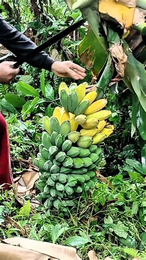Pisang Begini Laku Gak Ya❓ #banana