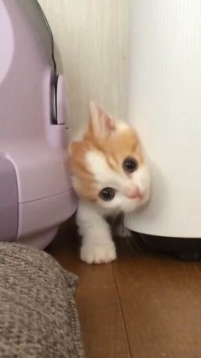 Cutest Kitten Stuck in a Corner!