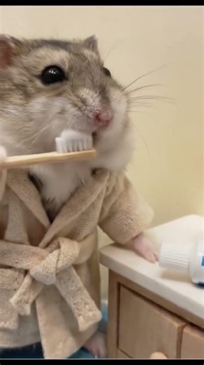 Watch this cute hamster brushing teeth, Please like and subscribe for more videos
