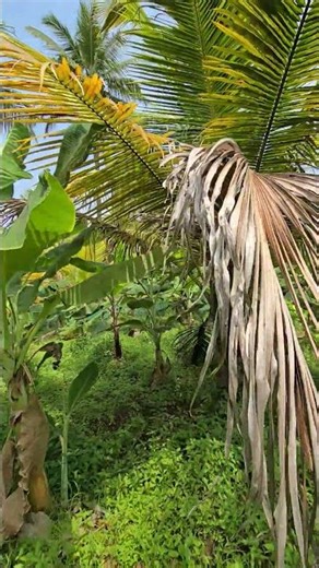 2 Months to Banana Magic 🍌 | Organic Farming Success Story! #trending #farming