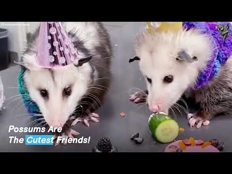 These Opossums Are Super Best Friends! ❤️ SO CUTE! | The Koala