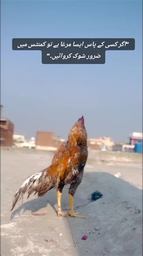 Unique Chicken Breeds You Must See