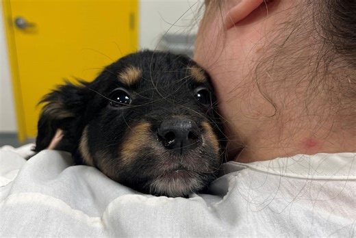 11 puppies dumped outside Regina animal shelter in the cold