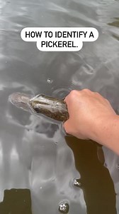 2.7K views · 16 reactions | The chain pickerel is a member of the pike family. They tend to be an aggressive fish and are often caught with lures such as crank baits, spinner baits and even soft plastics. They can be found in lakes, rivers, ponds and some swamps! Have you caught a pickerel? #fishspecies #fishfacts #firstcatch #takemefishing #catchandrelease | Take Me Fishing | Facebook