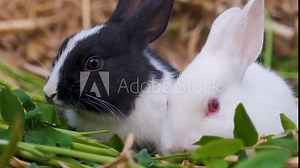 Little two rabbits on the grass. two rabbits. black and white rabbit. rabbit in the grass.