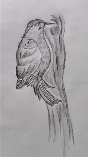 How to Draw a Woodpecker Bird 🐦 | Easy Woodpecker Drawing Step by Step