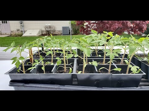 How to Care For Your Tomato Seedlings