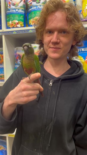 3.6K views · 21 reactions | We have 2 hand raised green cheek conures available, this is one of the 2, under $400each. On top of this $100 with a set up on top of the already discounted price. Set up prices vary depending on sizes of products and cages chosen within a set up. | Birdsville / Petsville - Bird & Small Animal Specialists | Facebook