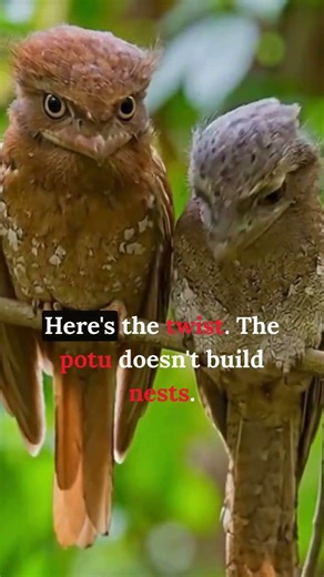 The Creepiest Bird in the World? 😨 Potoo’s Terrifying Night Stare!