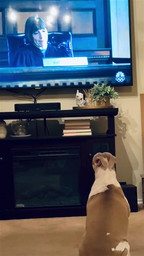 Dogs' Hilarious Reactions to Watching TV