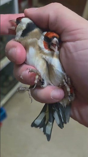 Καρδερίνες εκτροφής 30 έκαστο