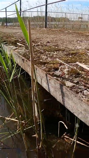 Preparing This Old Dock for Repair