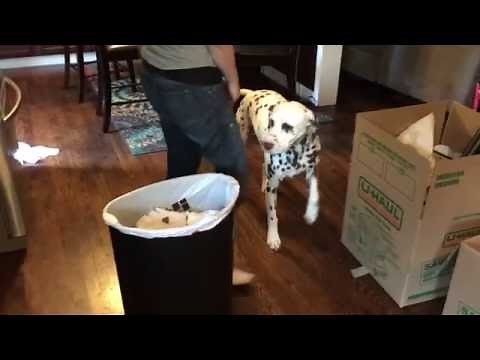 How to Teach Your Dog Not to Get Into Garbage Cans