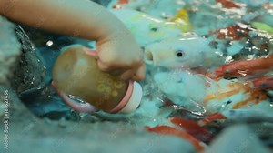 Children feed carp Koi fishes (Cyprinus carpio) from a baby bottles with a special liquid fish food. Dusit Zoo, Bangkok, Thailand.